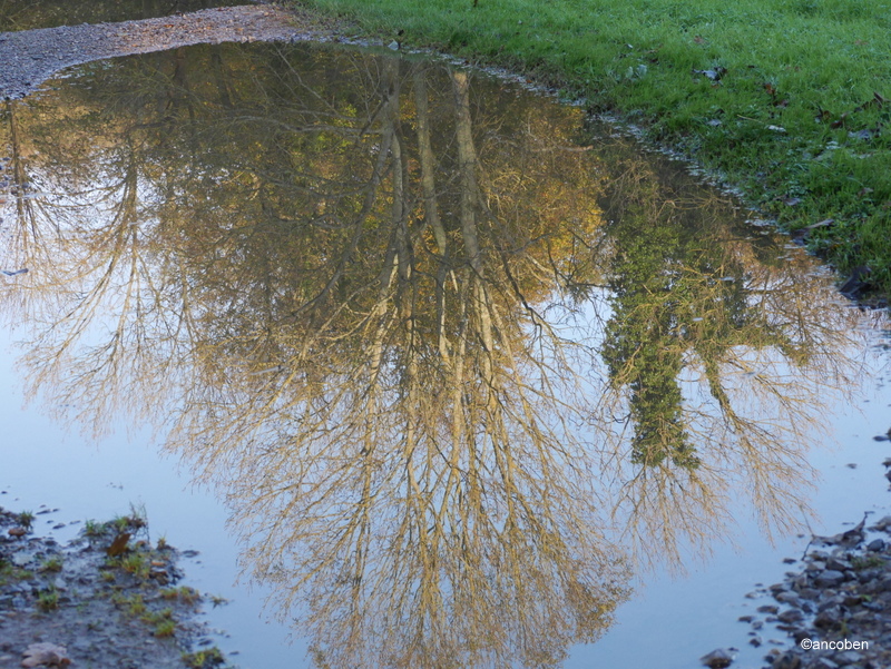 Puddle reflection