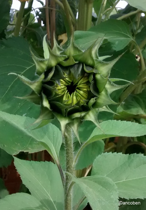 Before the sunflower opens