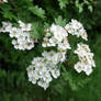 Hawthorn blossom