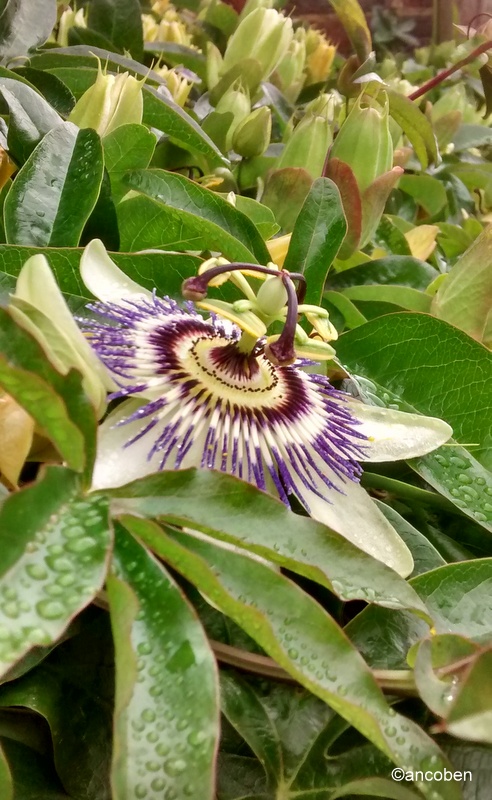 More passion flowers