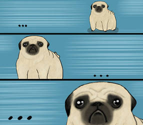 Pug Stare