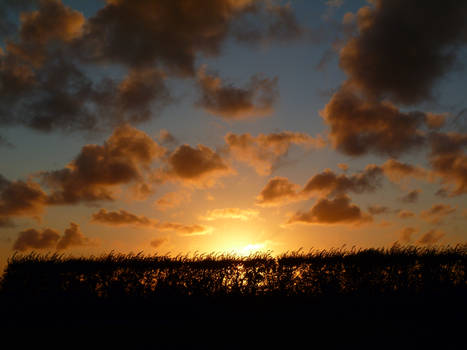 sunset over the hedge