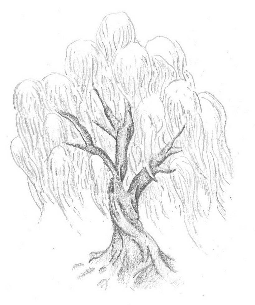 Willow Tree By 44z66 On Deviantart Willow Tree By 44z66 On Deviantart