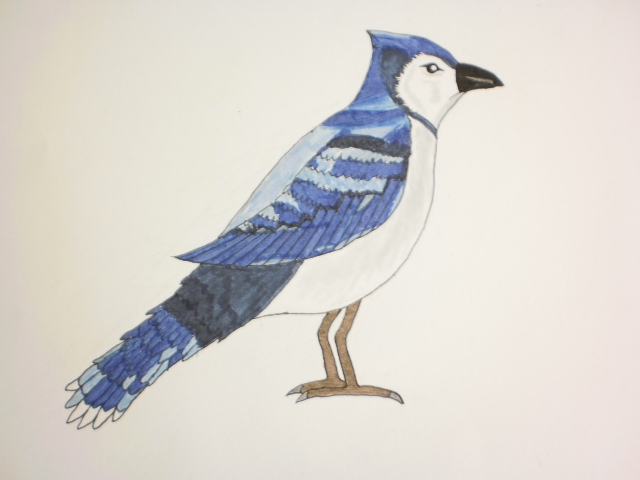 Blue Jay