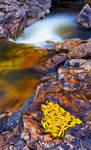 A Bowl Full of Fall by Jacob-Routzahn