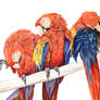 Preening Macaws