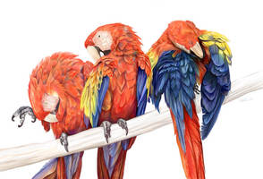 Preening Macaws