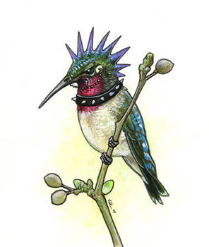 Punk Hummingbird