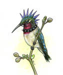 Punk Hummingbird by ursulav