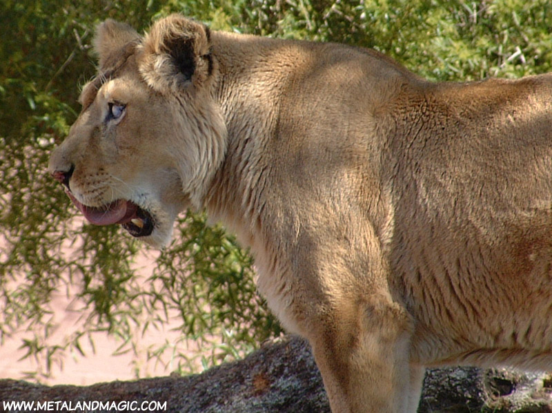 Lioness