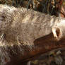 Anteater Snout