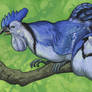 Blue Jayfowl