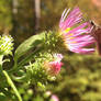 Skipper on Climbing Aster