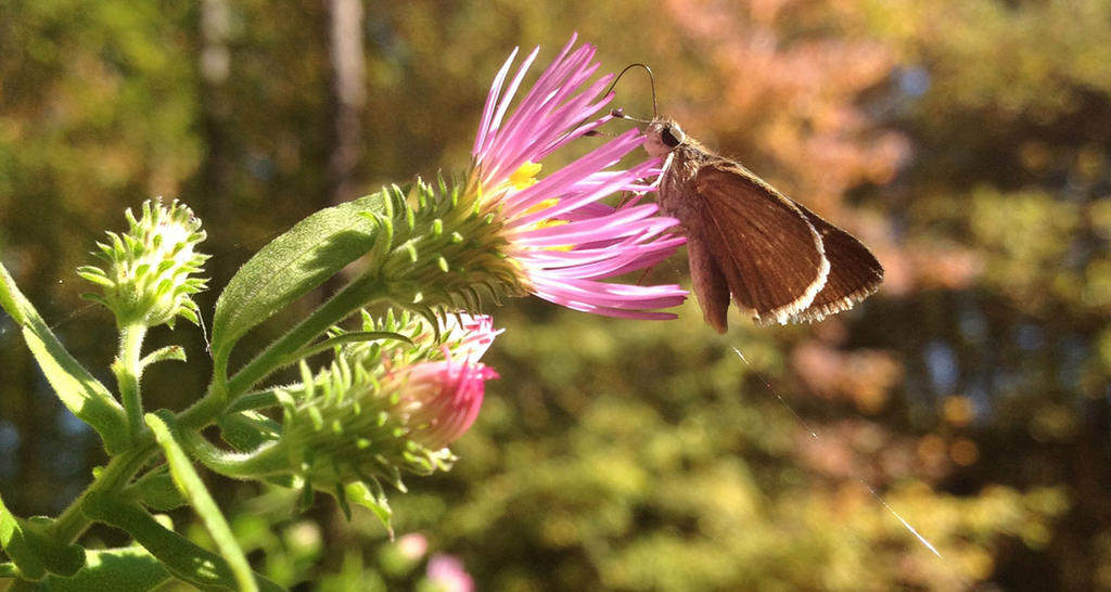 Skipper on Climbing Aster