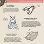 Guide to Oddly Named Moths In My Garden