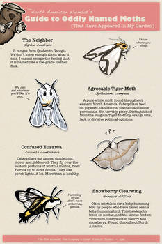 Guide to Oddly Named Moths In My Garden