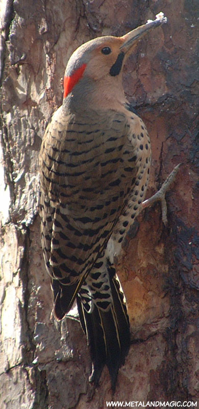 Northern Flicker by ursulav