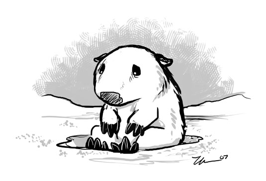 Sad Wombat In Snow