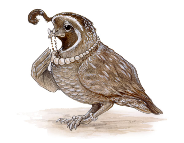 Society Quail