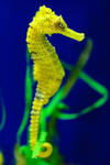 Seahorse by Shooter1970