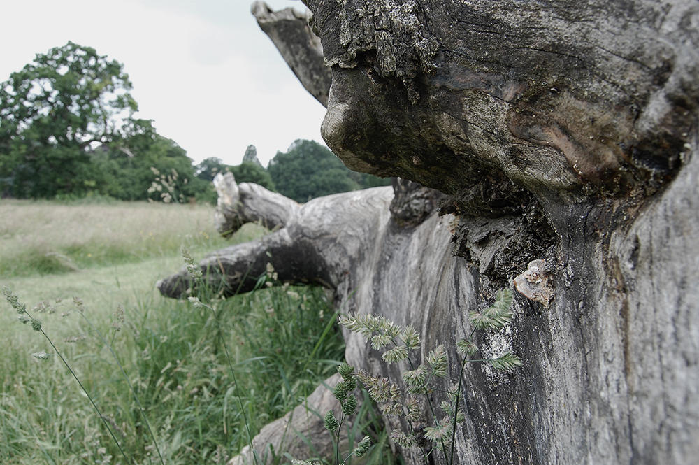 Trunk Side View by AaronSmith87 on DeviantArt