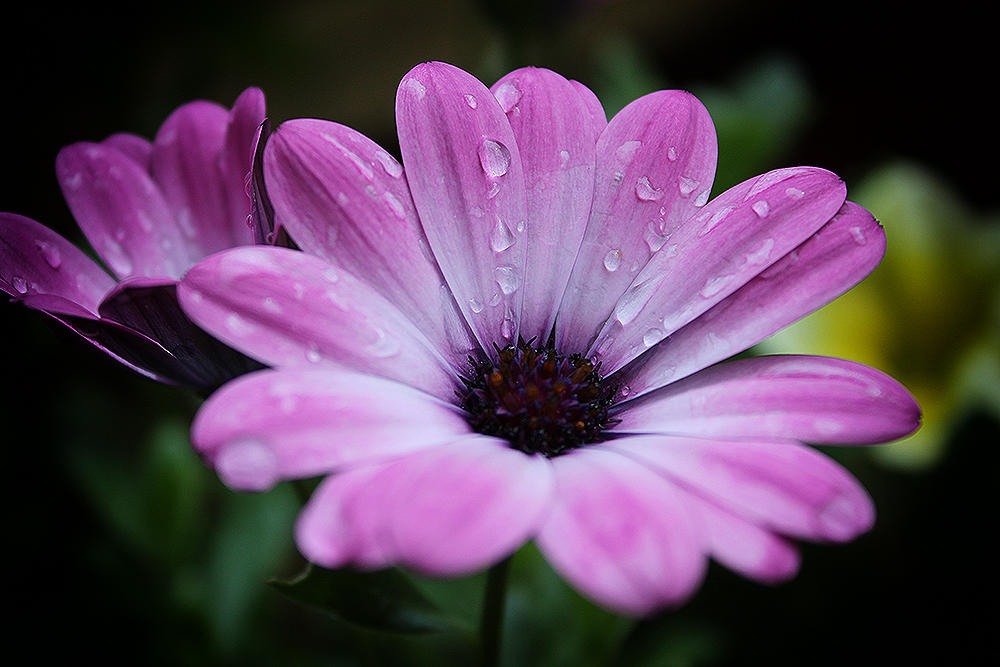 Pink Flower