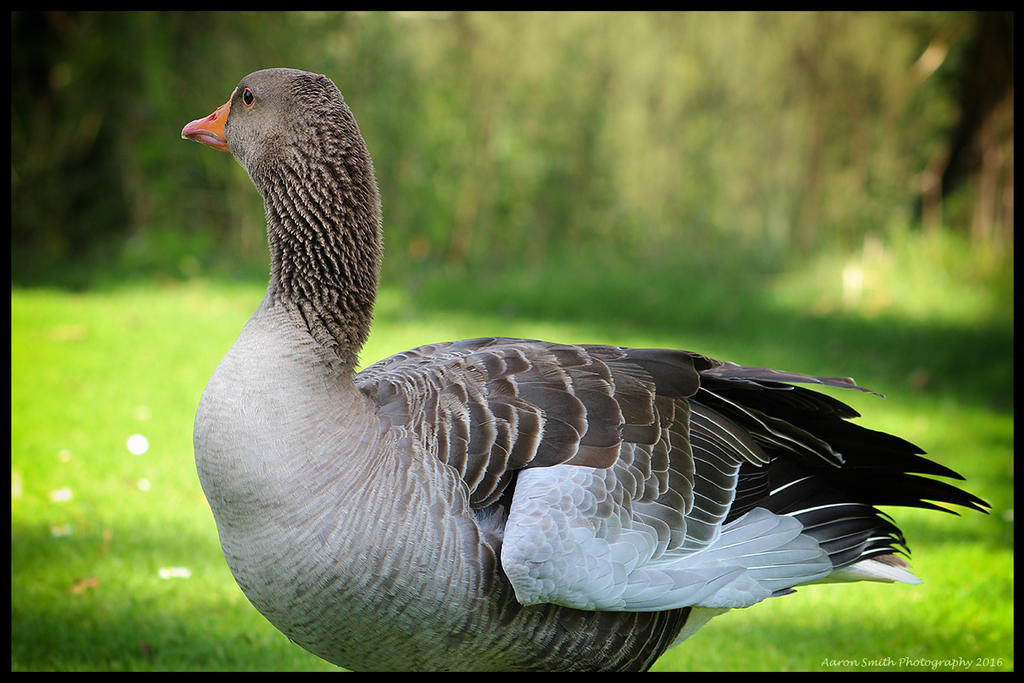 Greylag Goose