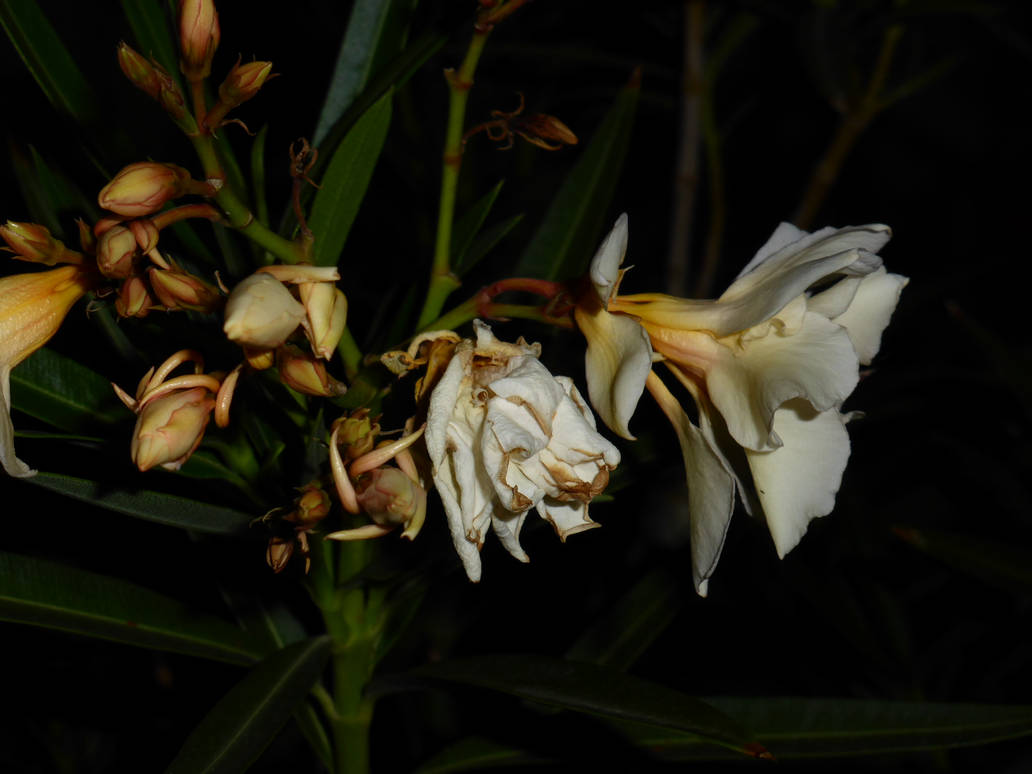 White oleander