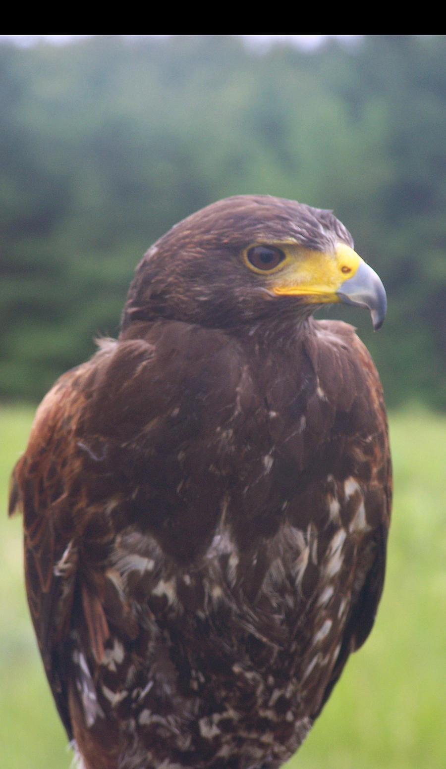 Male Harris Hawk 8