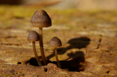 mushroom shadow