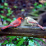 Cardinal Courtship