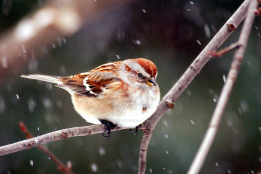 Amer Tree Sparrow 041