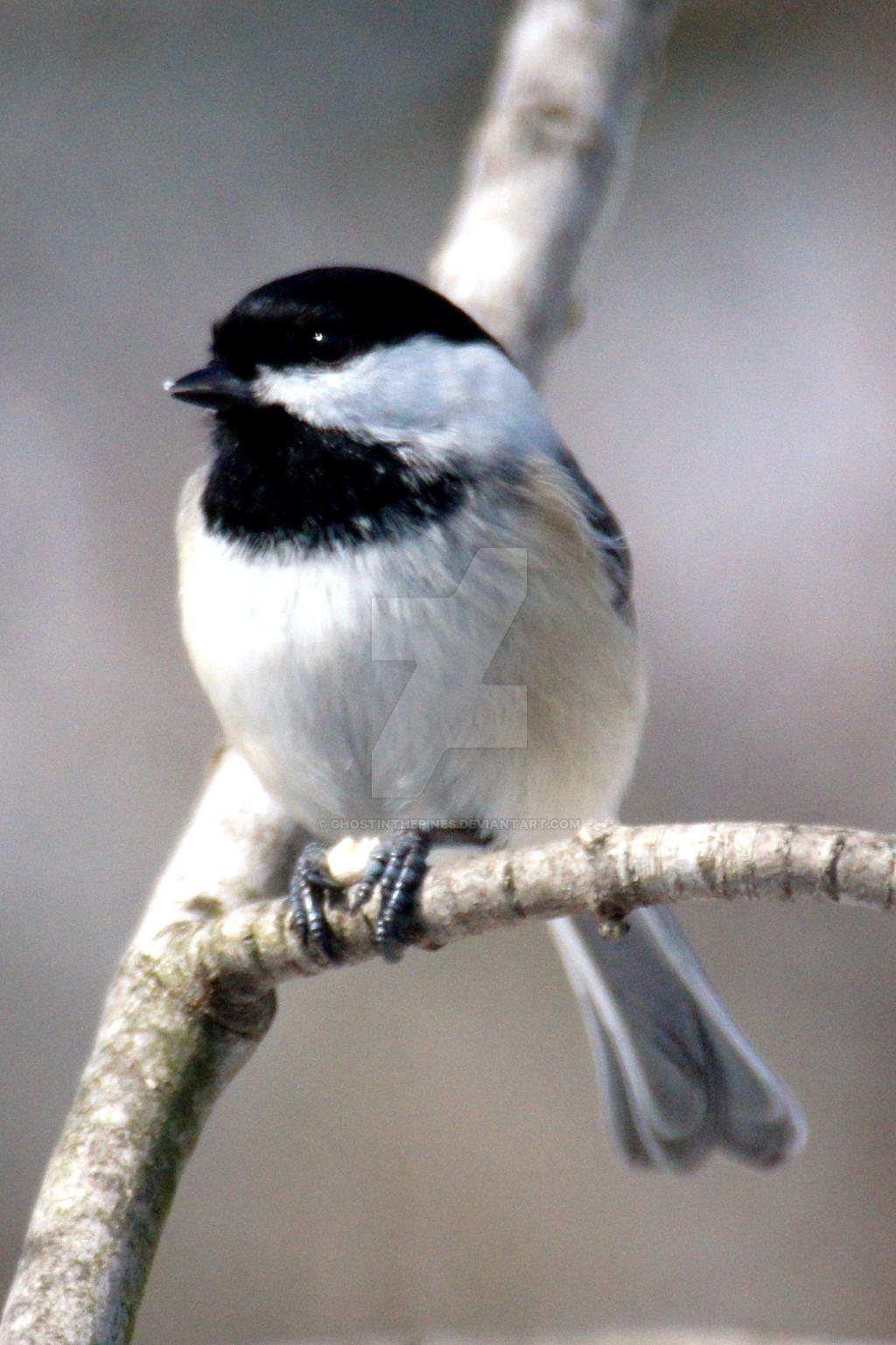 Chickadee 150