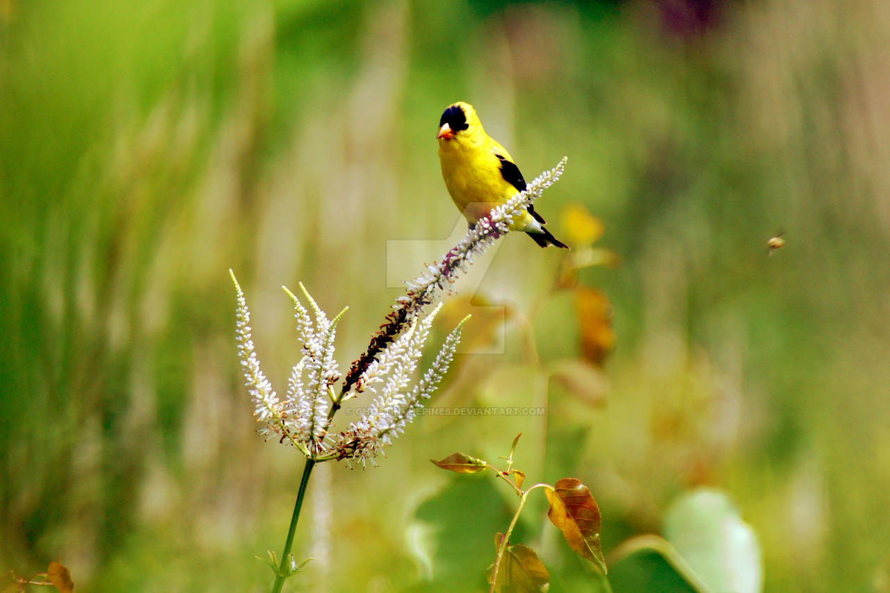 Goldfinch 6080