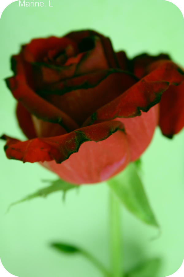 Rosee Rosee by april-4th on DeviantArt