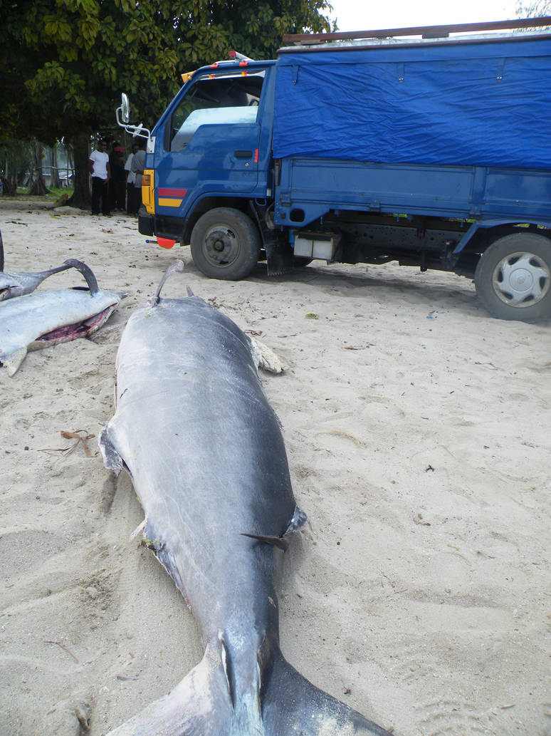 Early Zazibar Fishmarket by Ktadie on DeviantArt
