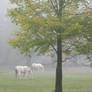 Horses in the fog