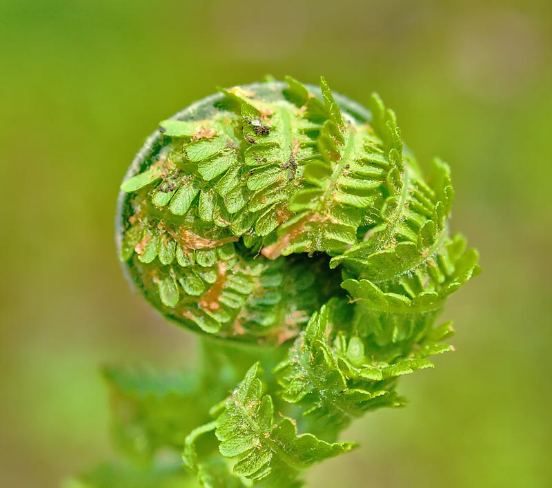 Fern