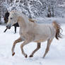 Prancing in the snow