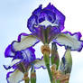 Iris III