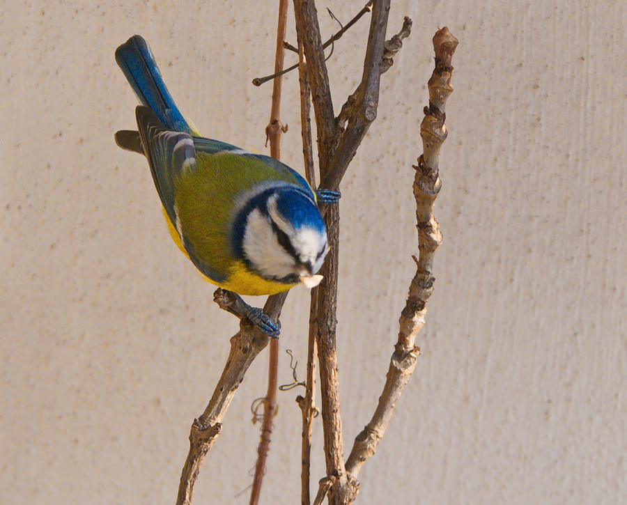 Blue tit II