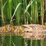 Hiding among the reeds