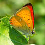 Lycaena virgaureae (1)