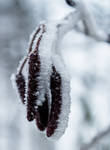 Hoarfrost I by starykocur