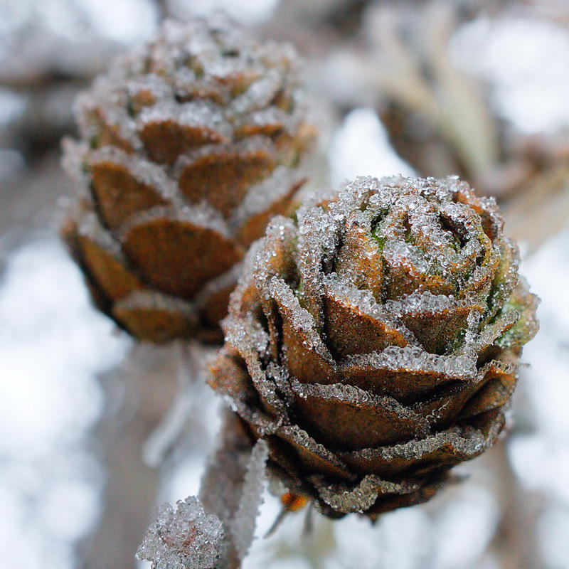 Larch cones by starykocur