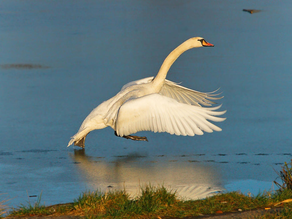 Running on ice by starykocur Running on ice by starykocur