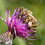 A collector of pollen