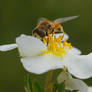 Hoverfly