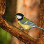 Great tit