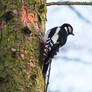 Woodpecker III